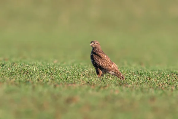 Ein Mäusebussard Sitzt Frühling Auf Einer Grünen Wiese — Stockfoto