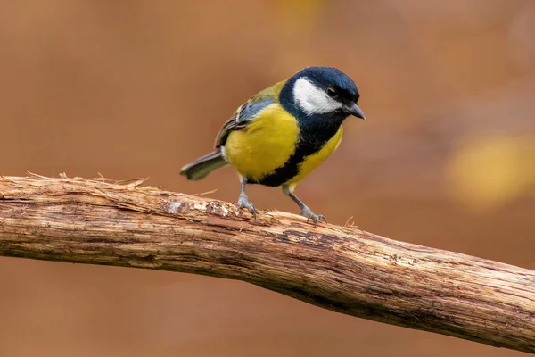 Great Tit Sits Branch — Foto Stock