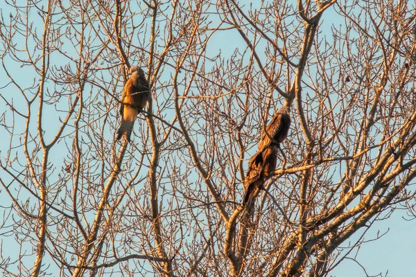 2匹の赤い凧が枝に座って獲物を探します — ストック写真