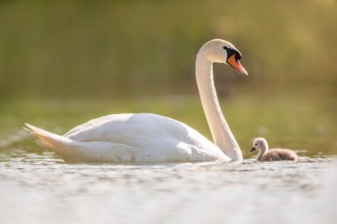 Bir kuğu ve yavruları gölde yüzüyorlar.