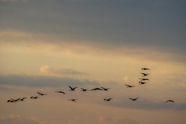 Gökyüzünde birkaç turna uçar.
