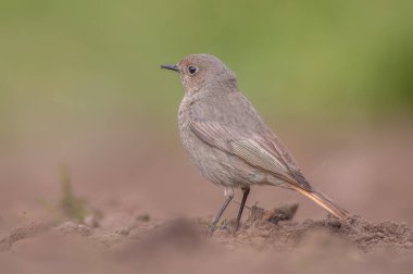 Dişi bir kızıl yeni sürülmüş bir tarlada yiyecek arıyor.