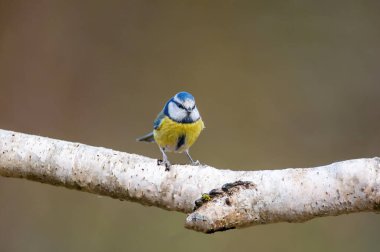 a blue tit sits on a branch