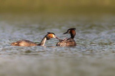 Büyük bir ibikli yunus yavrularını gölde yüzerken besler.