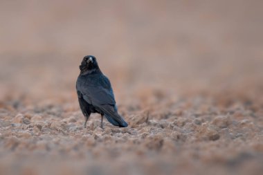 Sıradan bir kuzgun tarlada yiyecek arıyor.