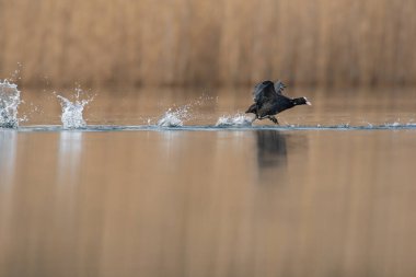 Bir gölde yaban ördeği uçuşu.