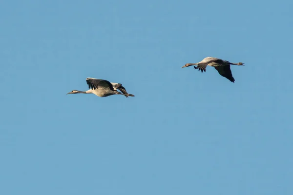Two Cranes Fly Sky — Stock Photo, Image