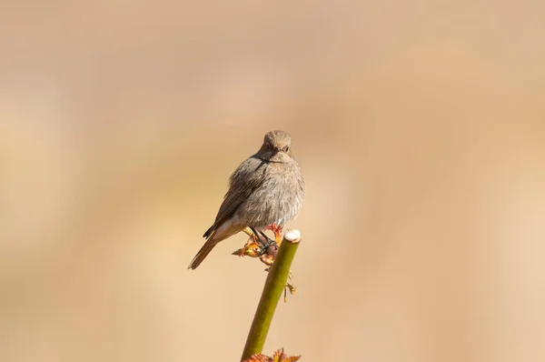 Female Redstart Looking Food Freshly Plowed Field — Stock Photo, Image