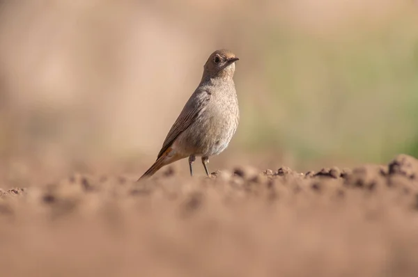 Hausrotschwanz Weibchen Auf Nahrungssuche Auf Einem Frisch Gepflügten Feld — Stockfoto