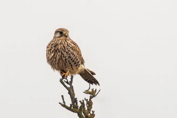 Samice Kestrel Sedí Hlídce Hledá Kořist — Stock fotografie