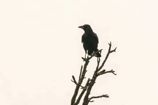 カラスは古い裸の木の上に座り — ストック写真