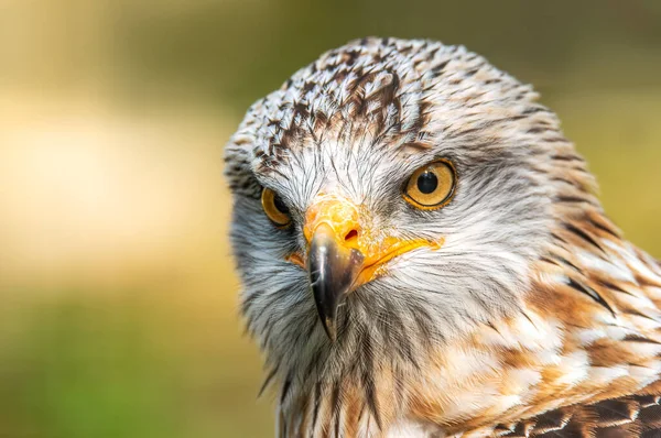 Ein Kopfporträt Eines Rotmilans — Stockfoto