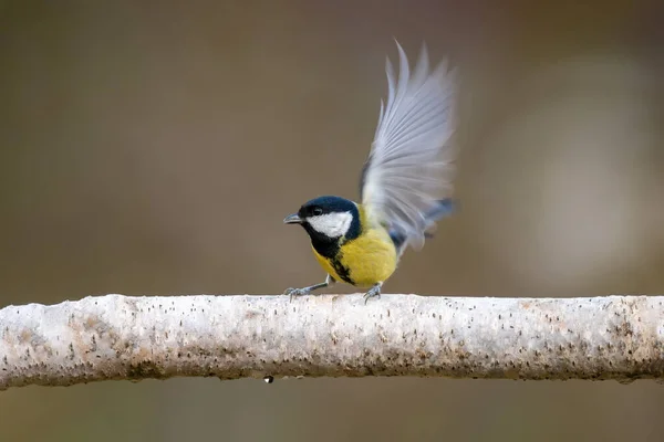 Great Tit Sits Branch — Zdjęcie stockowe