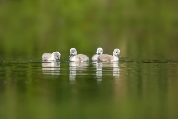 Polluelos Cisne Jóvenes Nadando Lago — Foto de Stock