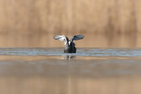 Bir Gölde Yaban Ördeği Uçuşu — Stok fotoğraf