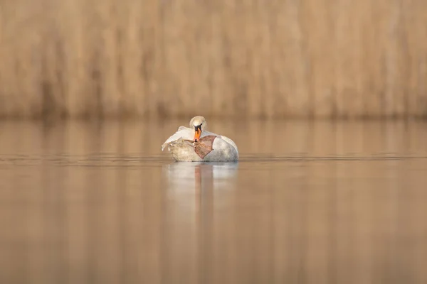 Лебедь Плавает Озеру — стоковое фото