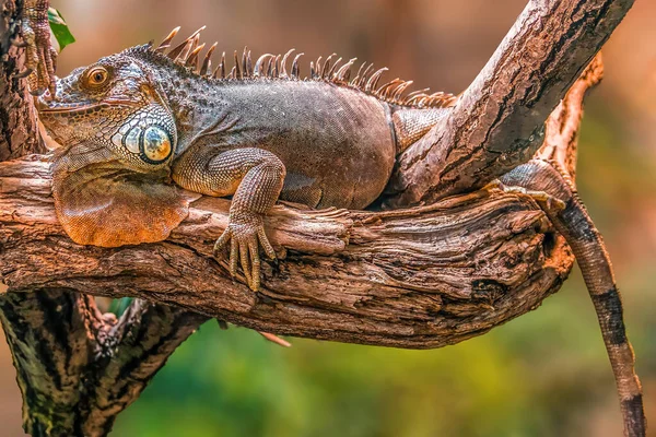 Iguana Leży Gałęzi — Zdjęcie stockowe
