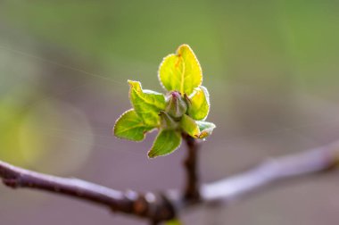 Bir elma dalında birkaç taze tomurcuk.