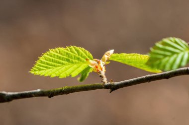 bir dalda taze tomurcuklar