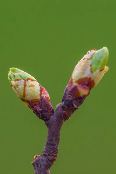 Several Fresh Buds Branch — Fotografia de Stock