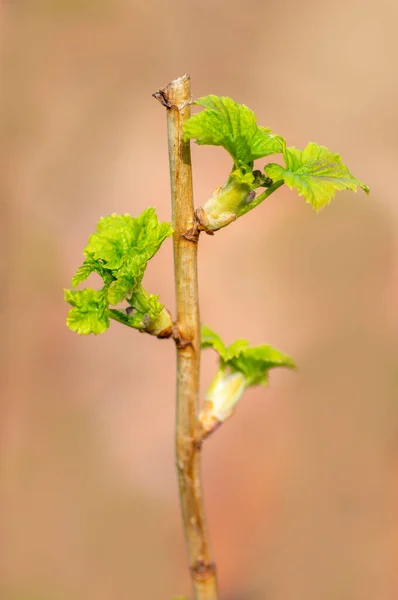 Several Fresh Buds Gooseberry Branch — Stock Photo, Image
