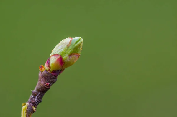 Several Fresh Buds Branch — Stok fotoğraf