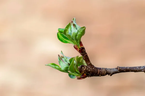 Several Fresh Buds Apple Branch — Stok fotoğraf