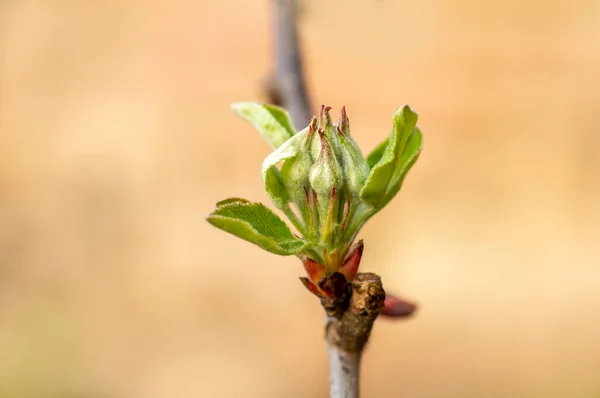 Several Fresh Buds Apple Branch — Zdjęcie stockowe