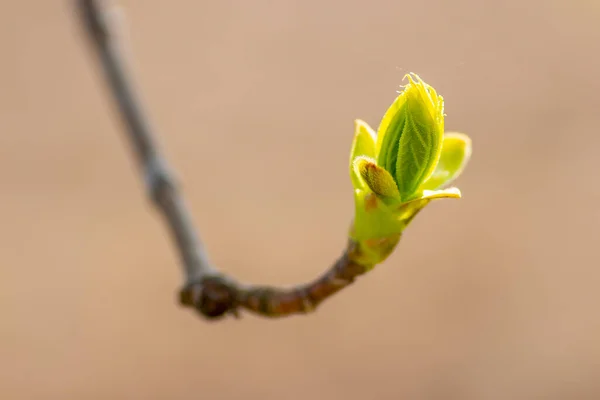 Several Fresh Buds Branch — Stockfoto