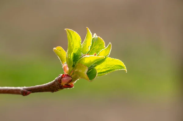 Several Fresh Buds Apple Branch — Stok fotoğraf