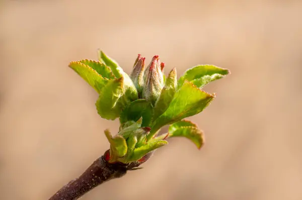 Several Fresh Buds Apple Branch — Stock Photo, Image