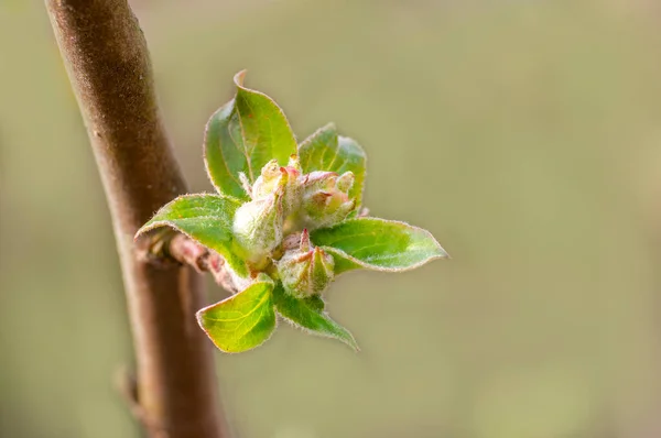 Several Fresh Buds Apple Branch — Stock Photo, Image