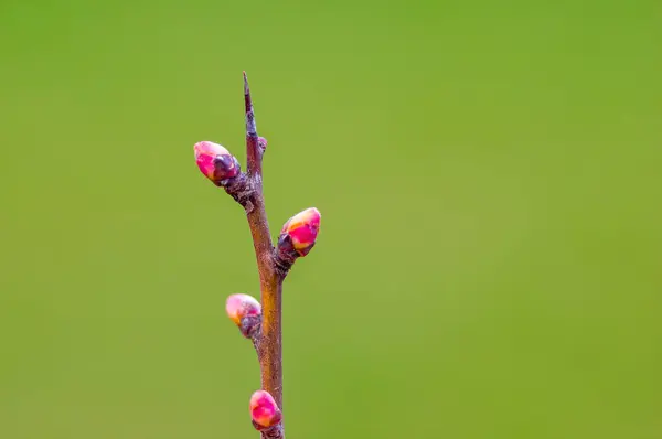 Several Fresh Buds Branch — Stock Photo, Image