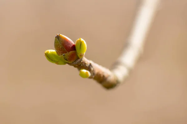 Several Fresh Buds Branch — Photo
