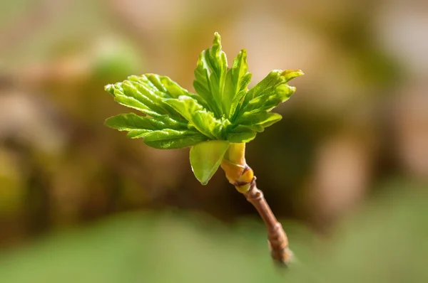 Several Fresh Buds Branch — Stock Photo, Image
