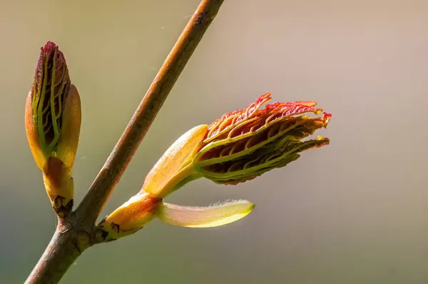 Several Fresh Buds Branch — Stock Photo, Image