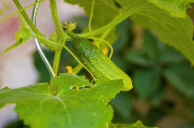 Olgun salatalıklı bir dal.