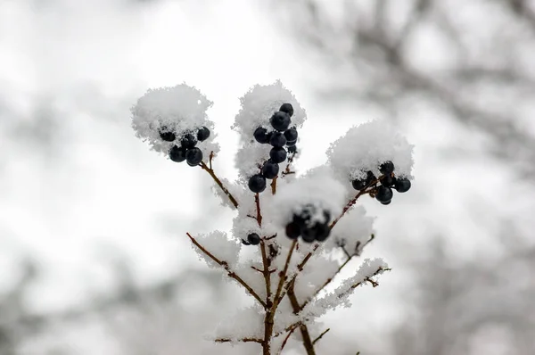 Branch Black Berries — Foto de Stock