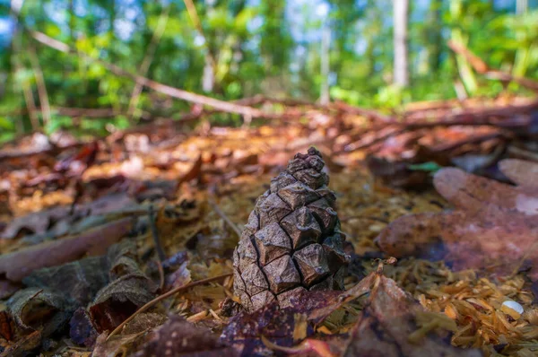 Branch Brown Cone — Stock Photo, Image