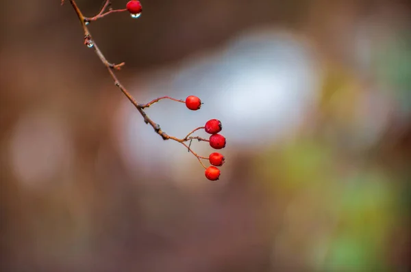 Branch Red Hawthorn Berries — Stockfoto