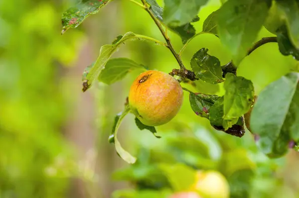 Branch Ripe Apples — Zdjęcie stockowe