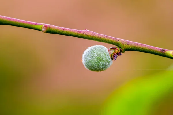 Branch Young Peach — Photo