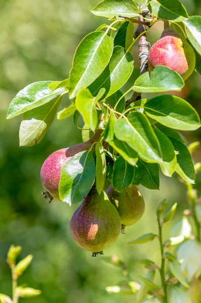Branch Ripe Pears — Zdjęcie stockowe