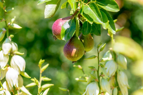 Branch Ripe Pears — Zdjęcie stockowe