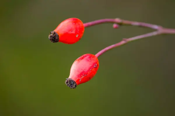 Una Rama Con Rosa Mosqueta Roja — Foto de Stock