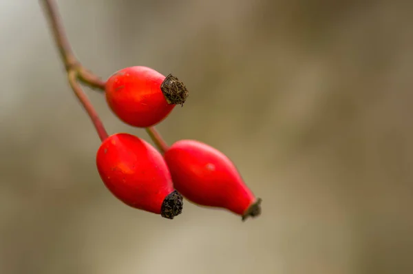 Branch Red Rose Hips — Zdjęcie stockowe