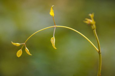 Ormanda yeşil yapraklı bir dal.