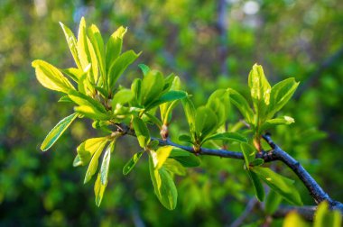a branch with green leaves in the forest
