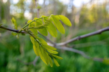 Ormanda yeşil yapraklı bir dal.