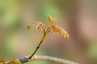 Ormanda yeşil yapraklı bir dal.